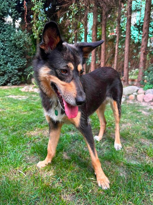 Do adopcji - łagodna Szkocja szuka domu!