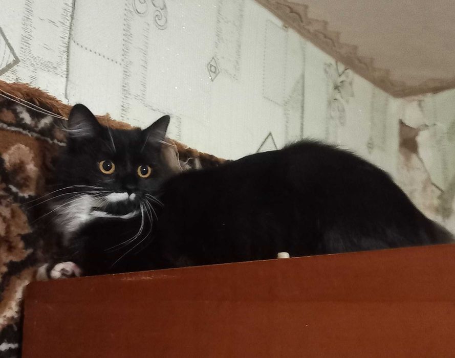 Котики шукають сім'ю!