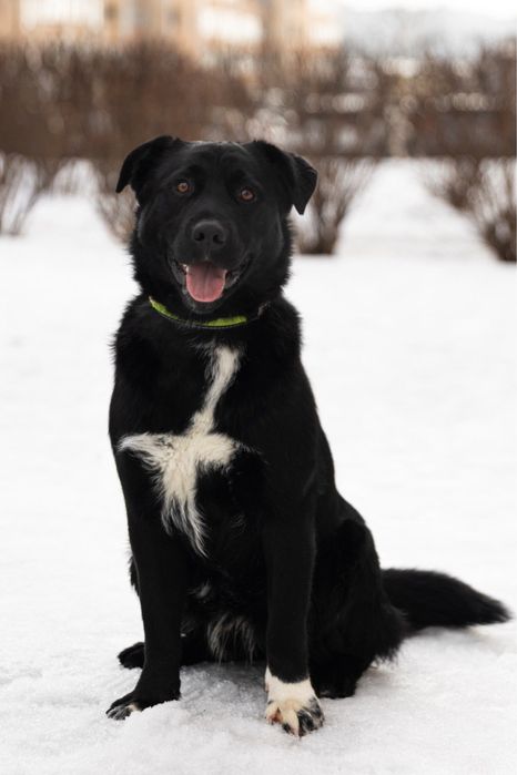 Віддам собаку в добрі руки