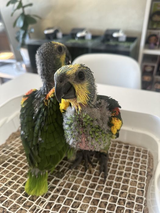 Papagaio amazonas aestiva macho com 4 meses