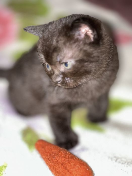 Два курносики котики