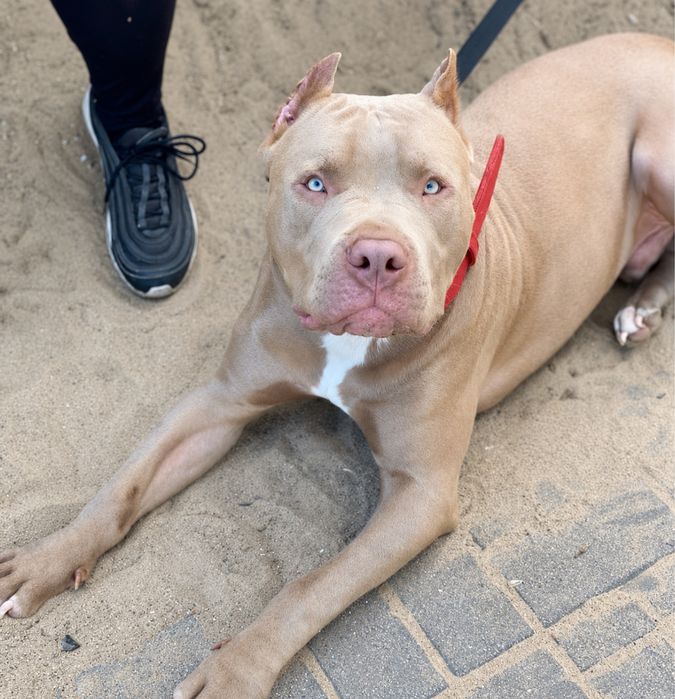 American Pit Bull Terrier *unikatowa suczka*
