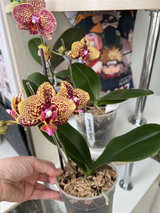 Продам орхідею Lucky Leopard
