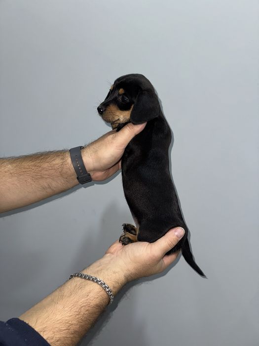 Дівчинка такса класичного окрасу