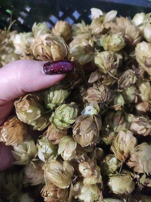 Хмель шишки тыква орехи