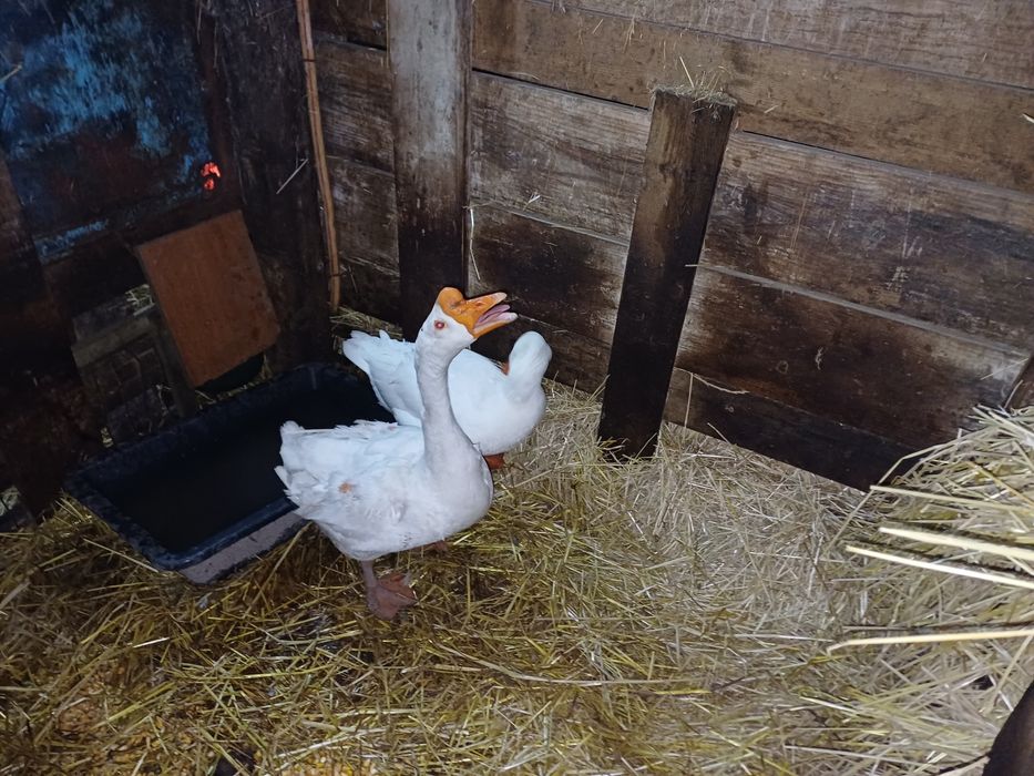 Casal de Gansos  Chinês/Africano x Toulouse