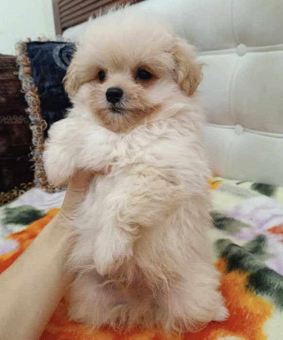 Меховой карапуз PomaPoo неполных 2 мес. Киевлянин, Голосеевский р-н