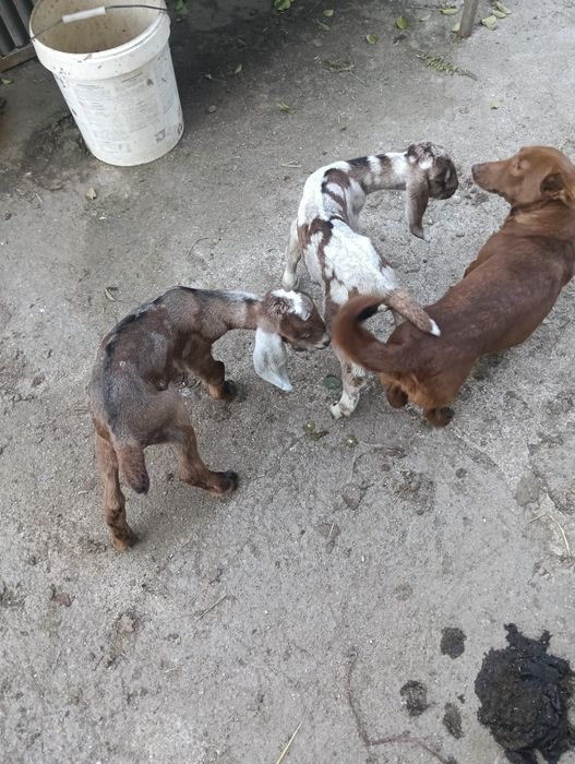 Cabras Anglonubianas
