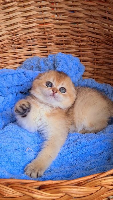 Идеальный ребёнок Девочка