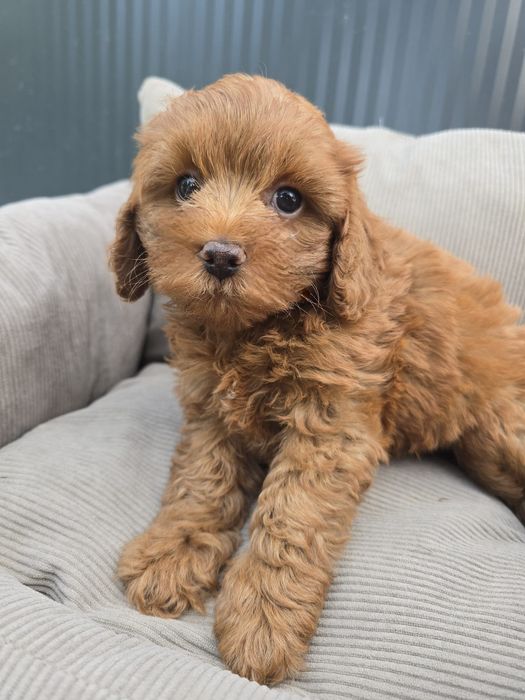 Cavapoo cavapo chłopiec