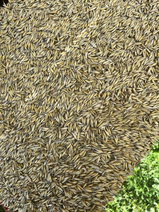 Sprzedam Owies/Pszenice