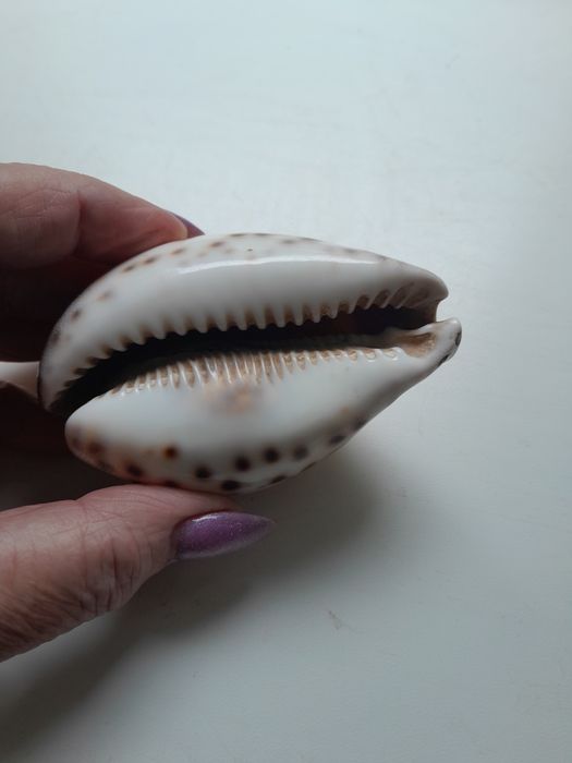 Ракушка морская.