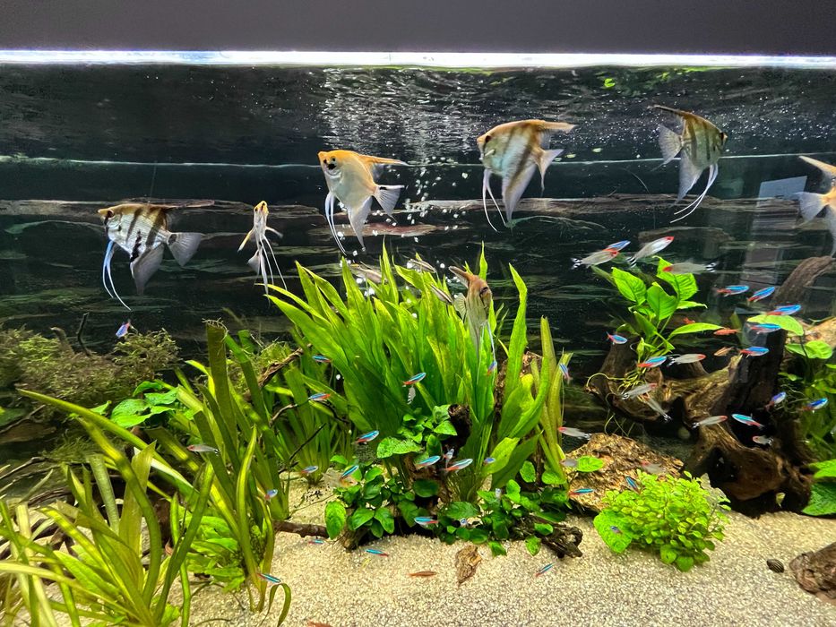 Aquario 540 litros