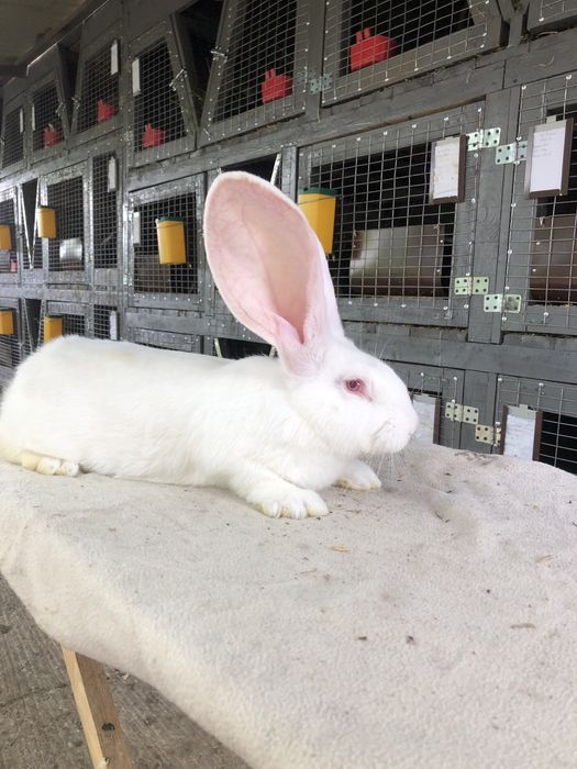 Бельгійський велетень. Фландр. кролики кролі