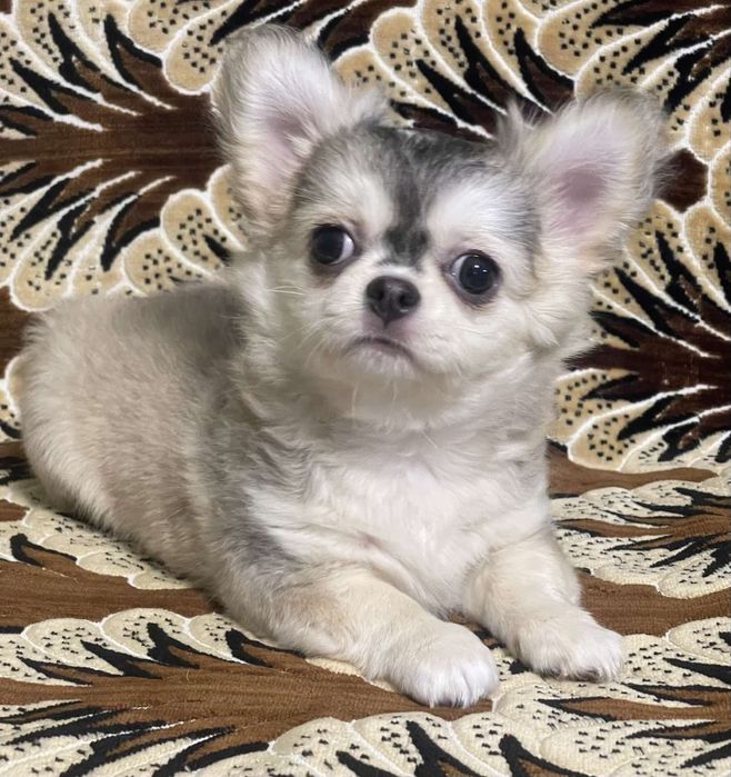 Мальчик красавчик чихуахуа