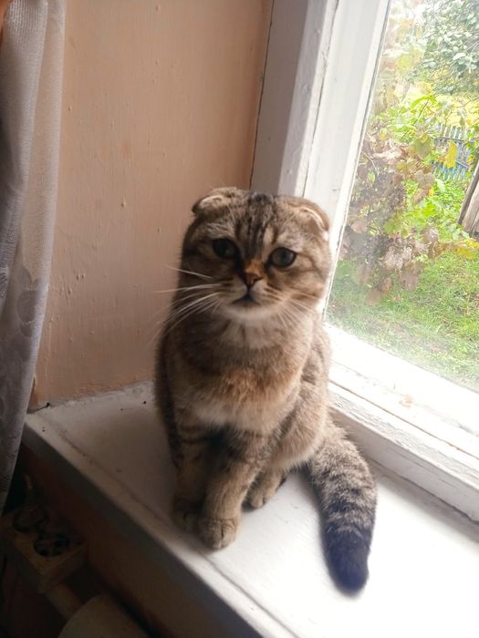 Шотландський висловухий котик