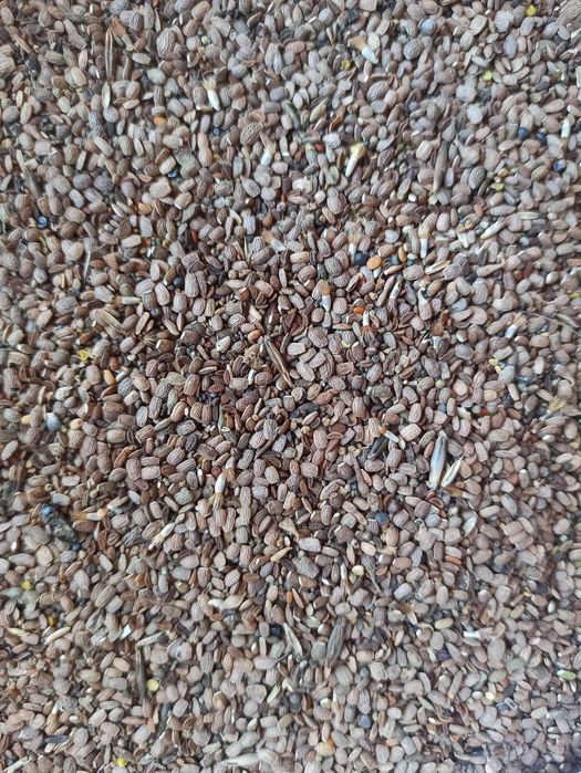 Seradela czyszczona na poplony zbiór 2025