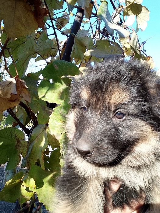 Продам щенков немецкой овчарки.