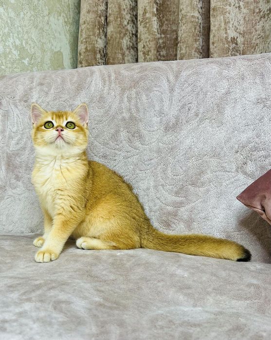 Британська золота шиншилла