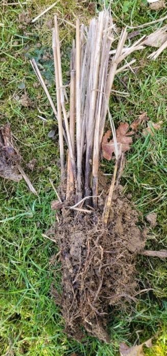 5 szt sadzonki trawy miskant