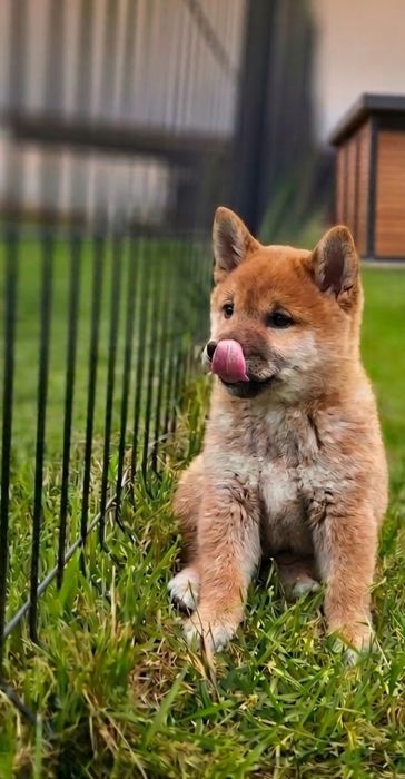 Shiba inu piesek gotowe do odbioru