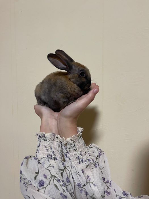 Кролики 1,5 місяців