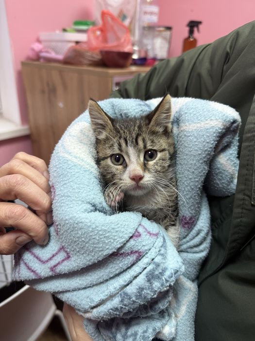 Кіт, Кошеня хлопчик 3 міс