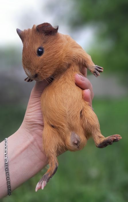 Морская свиночка,морская свинка,морська свинка,морські свинки