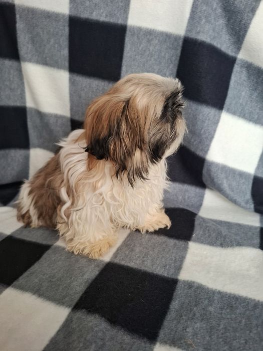 Щенки ши-тцу Харьков