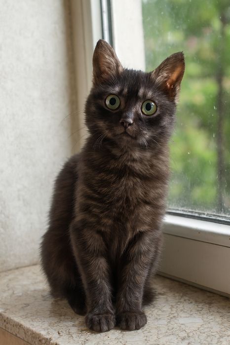 Шукаємо дім для маленької чарівниці.