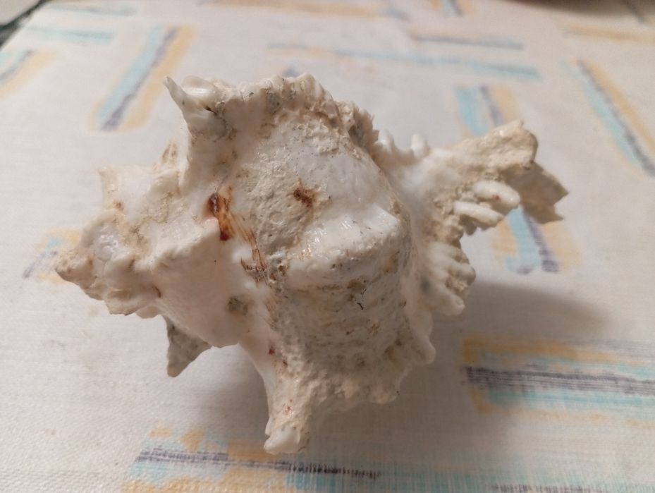 Duża muszla rozkolca (Murex ramosus, Chicoreus ramosus)
