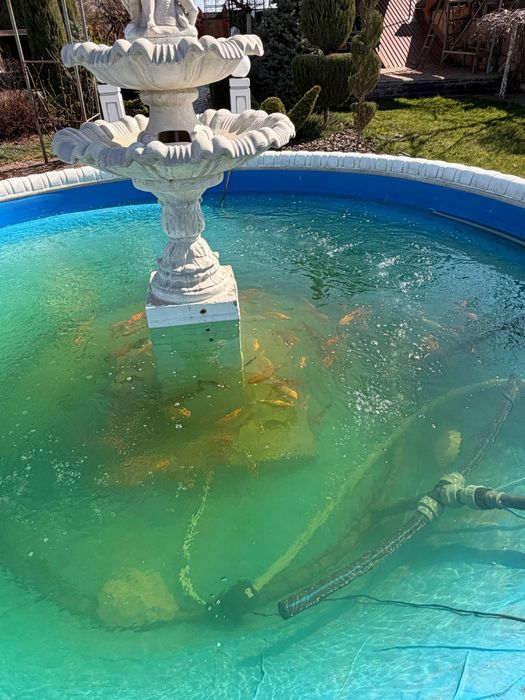 Карп Коі - декоративні