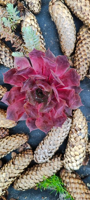 Кімнатні квіти:сукуленти, кактуси,антуріум, алоє, лимон Луцьк