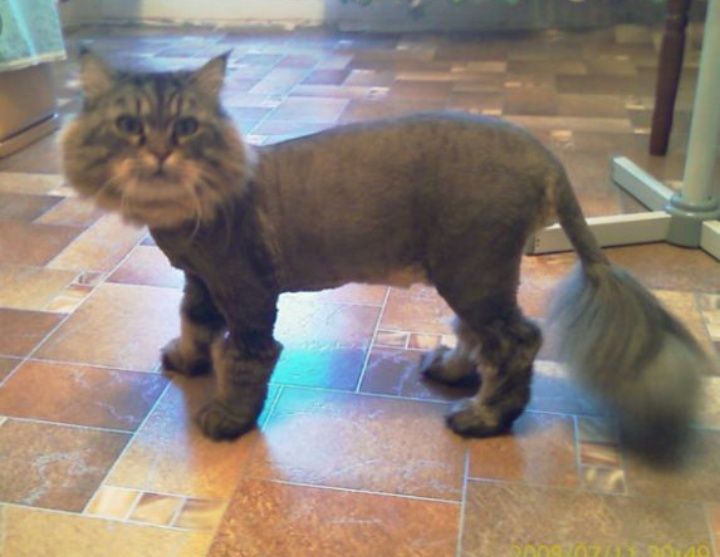 Стрижка котов  и кошек