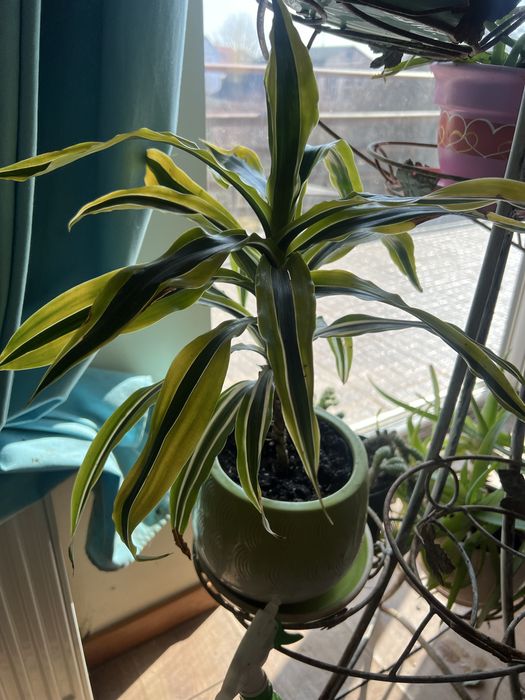 Вазони. Маб дуже багато , від 50грн до 500грн.  Ціну  уточнюйте