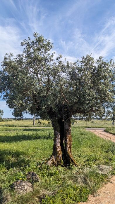 Oliveiras de boa qualidade