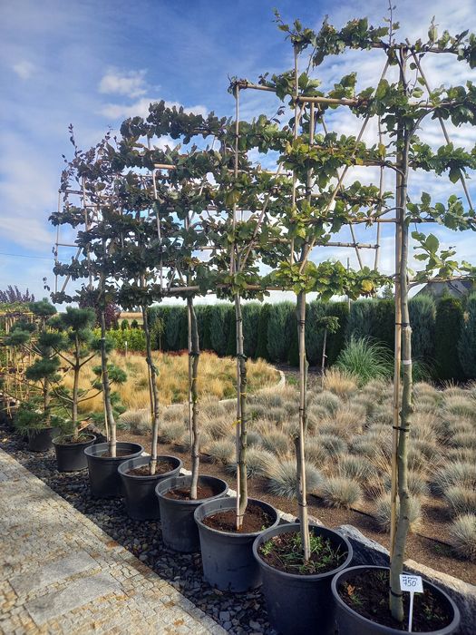 Śliwa Wisniowa Pissardii,Kanzan,Burgundy