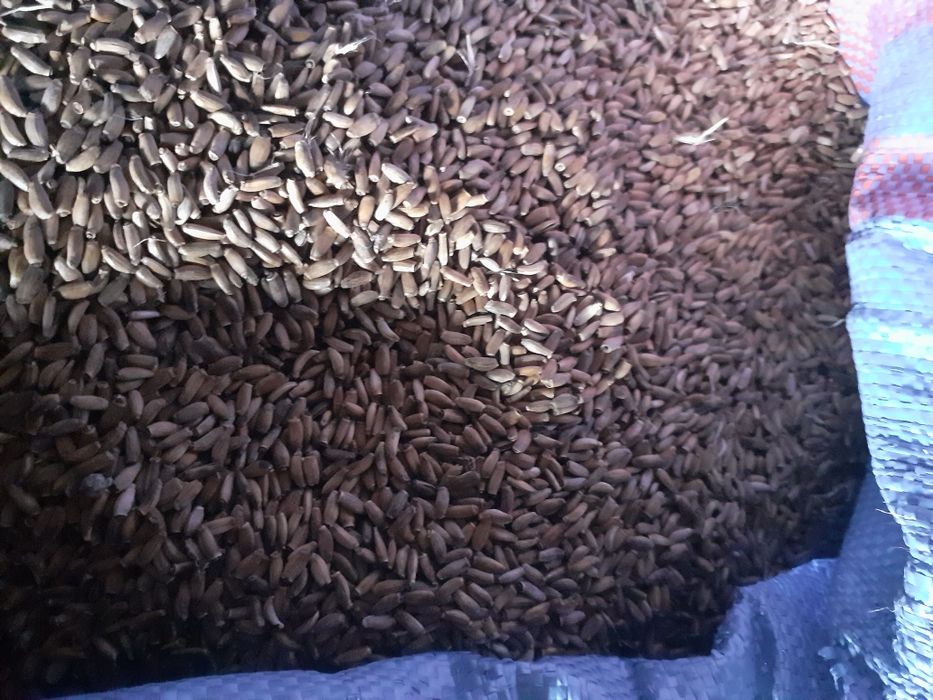 Ostropest plamisty Łubin