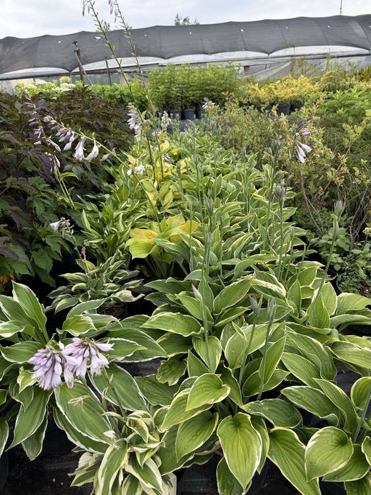 Funkia, hosta doniczka 3l