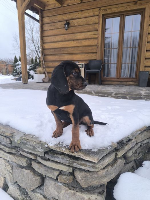 Suczka gończy polski