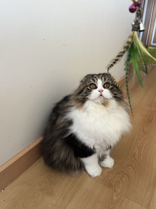 Haighland fold femea