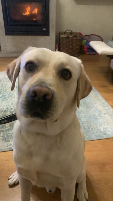 Labrador beje para criação