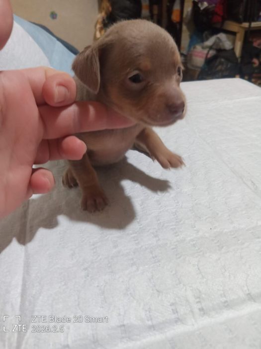 Шоколадный красавчик мальчик  из Харькова