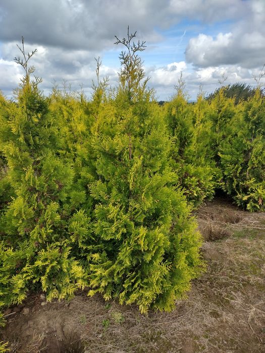 Thuja Golden Brabant, Kórnik, Selena, Danica, Gold Perle