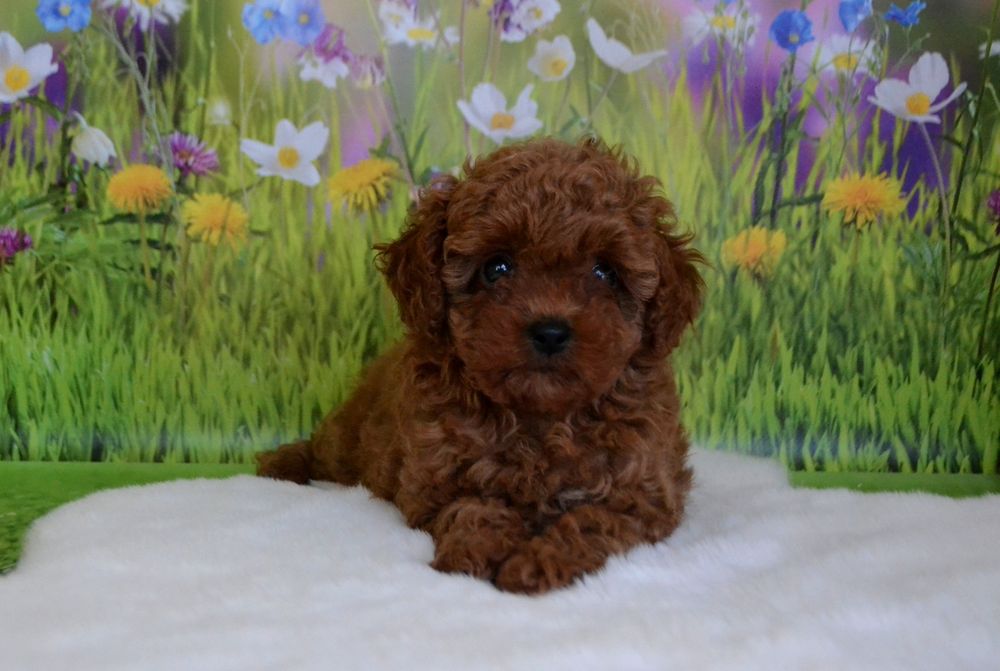 Щенки той пуделя