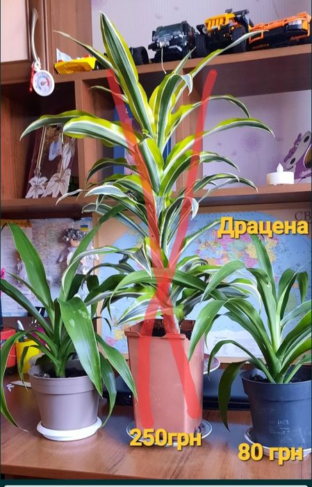 Шефлера,драцена,сингоніум,драцени різні