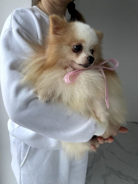 Ідеальні Померанські шпіци для вашого дому