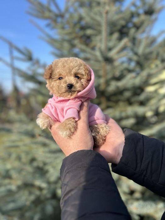 Неймовірна дівчинка мальтипу міні ф1