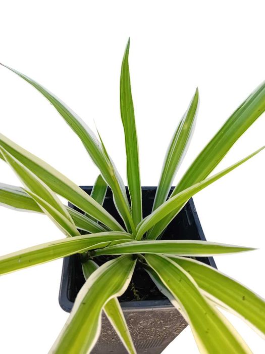 Planta aranha Chlorophytum Comosum
