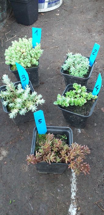 Rojniki i rozchodniki